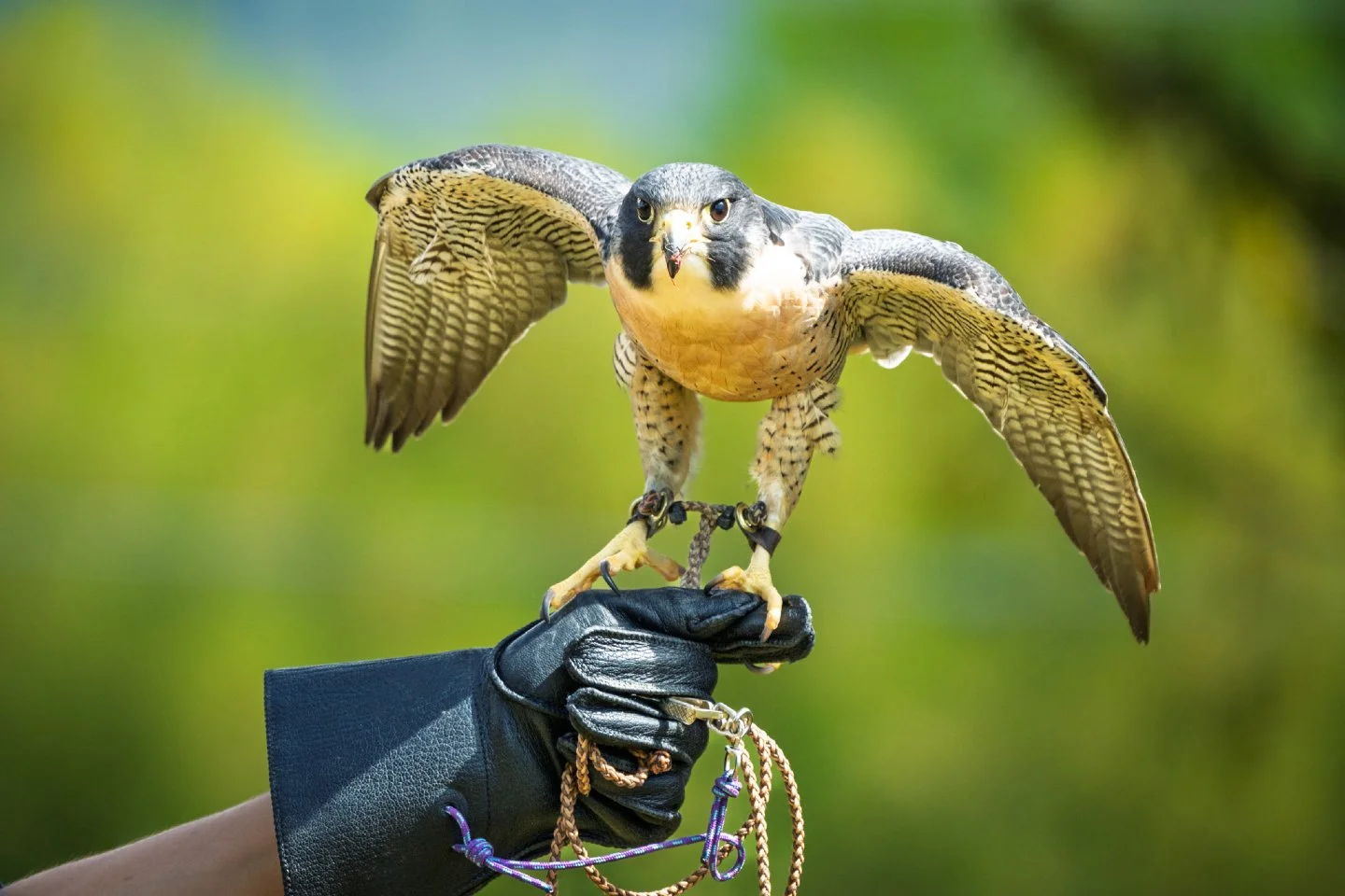 Meet Horus, an absolute stunning Peregrine Falcon and an educational ambassador at the Teton Raptor Center. In this frame he&rsquo;s showing off a textbook behavior called mantling.

In the wild, a falcon will drop its wings and hunch forward like th