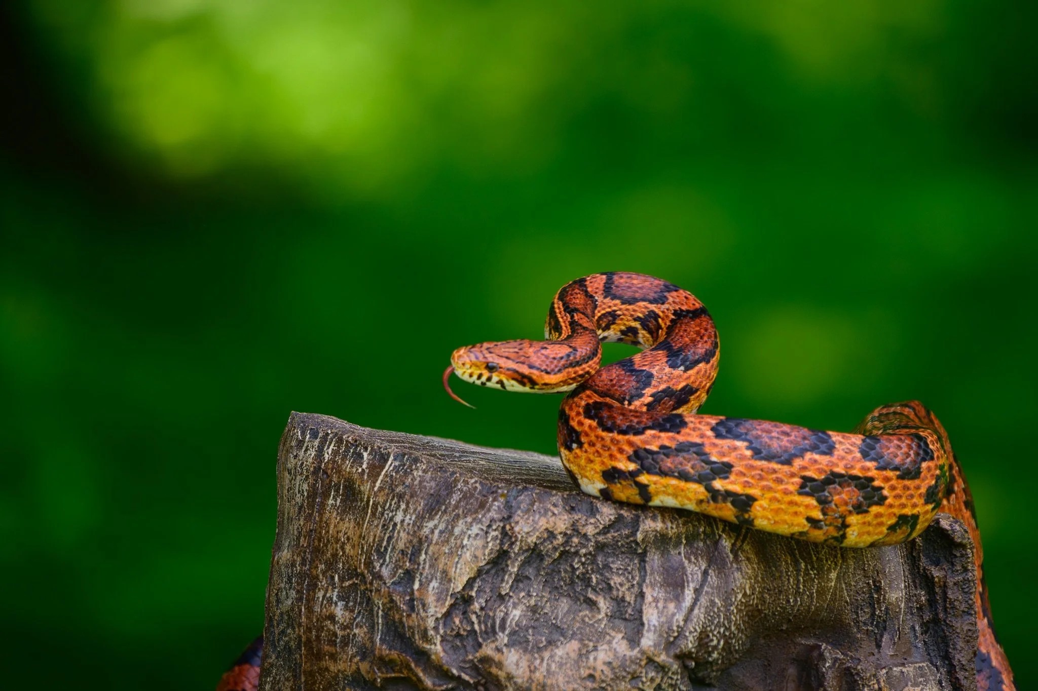 I had the absolute honor of being sponsored by Tamron to speak at Dan&rsquo;s Camera City in Allentown, PA, giving a lecture on wildlife photography for their Wild Weekend event.  Sharing my passion, camera settings, and field stories with such an en