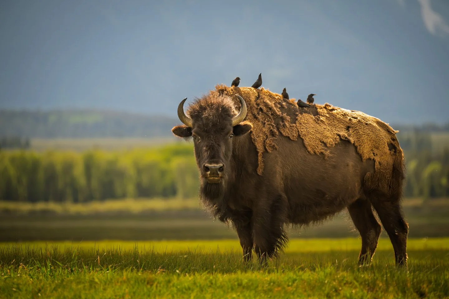 The ultimate carpool lane doesn&rsquo;t exist...oh, wait. 🦬🕊️

Ran into this magnificent bison out in Grand Teton National Park, and he brought along a few hitchhikers.  These are Brown-headed Cowbirds, and while it looks like they're just catching