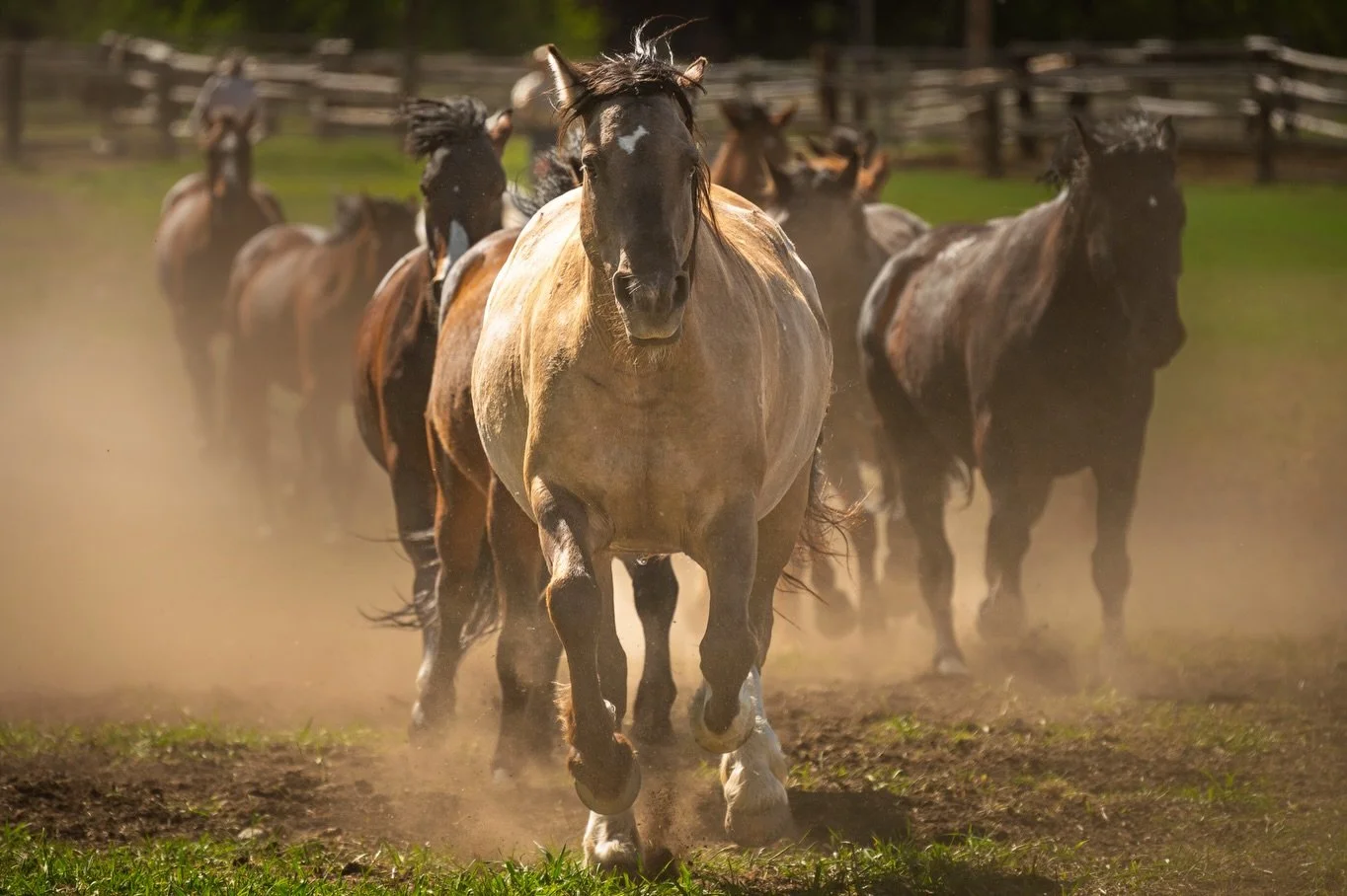 There is nothing quite like the sound of the morning push from pasture to corral.  The ground starts to vibrate.  Then, out of the haze, the herd appears,...a thundering wall of muscle, momentum, and flying dust.

Capturing this moment at the Triangl