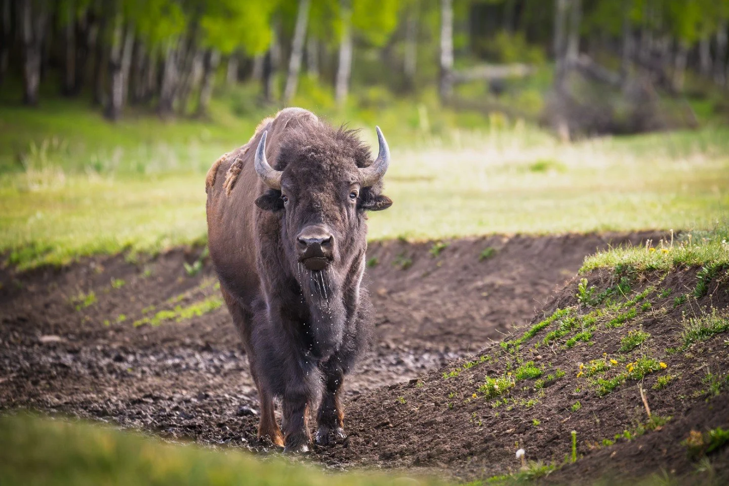 Sometimes, the best view requires getting a little low.  While coming across these giants in Grand Teton National Park, we found a natural ditch running along the edge of the clearing at a safe viewing distance.  Slipping down into it was allowed us 