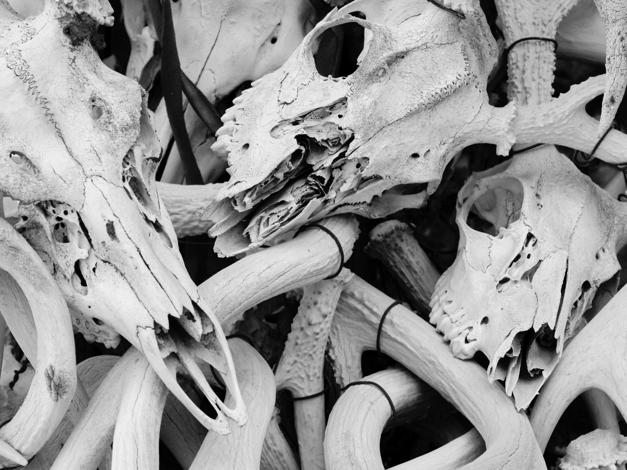 Deer Skulls