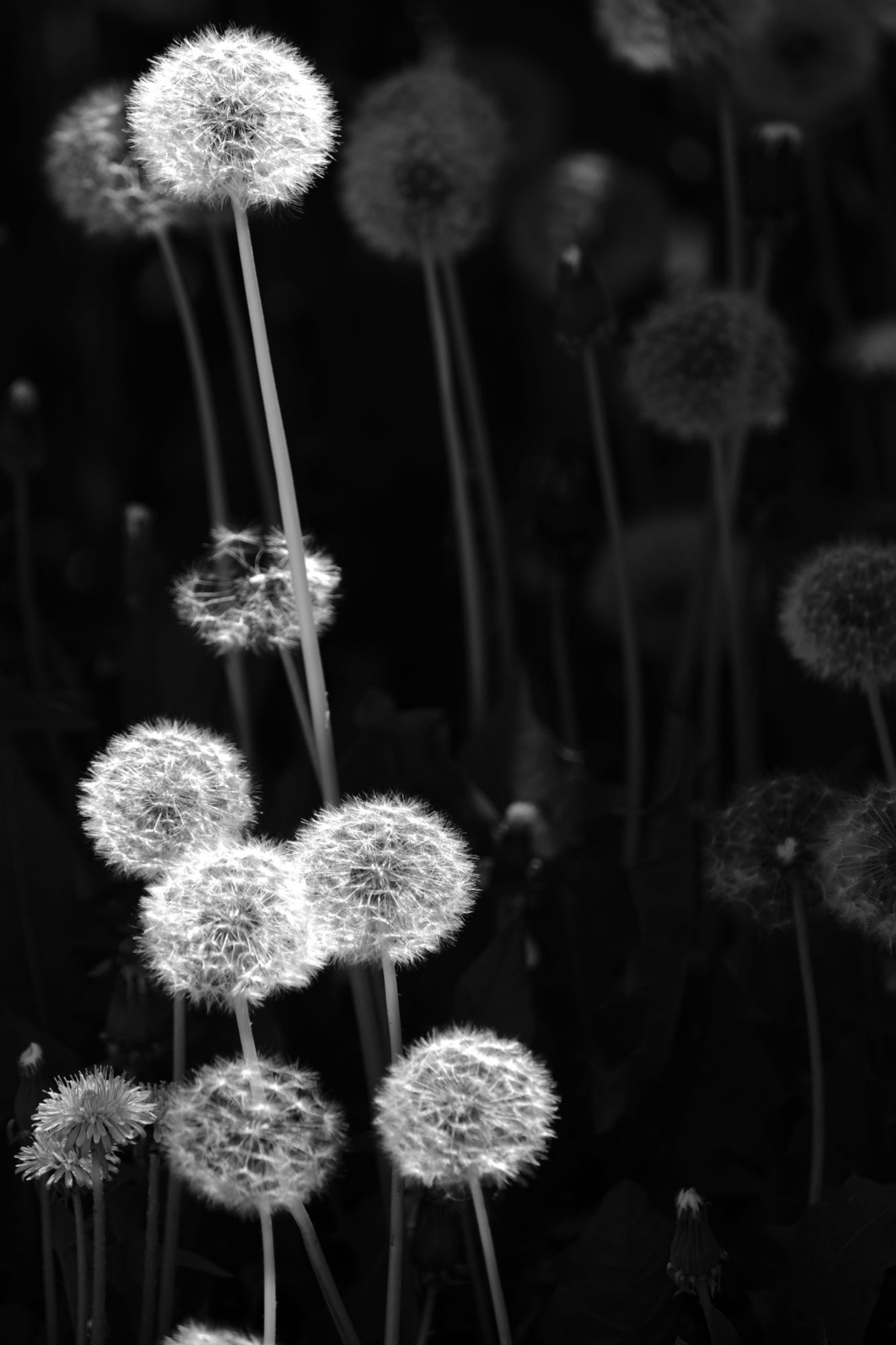 Dandelions