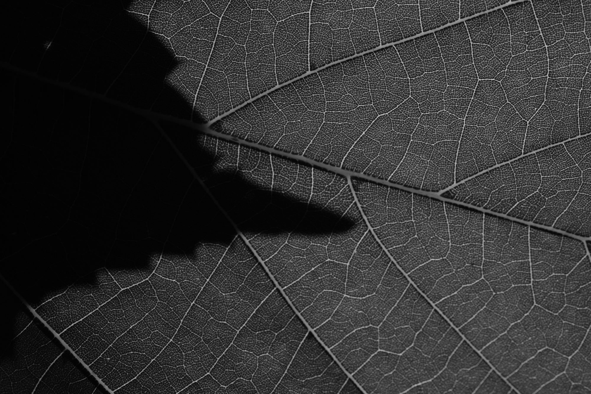 Details and Shadow