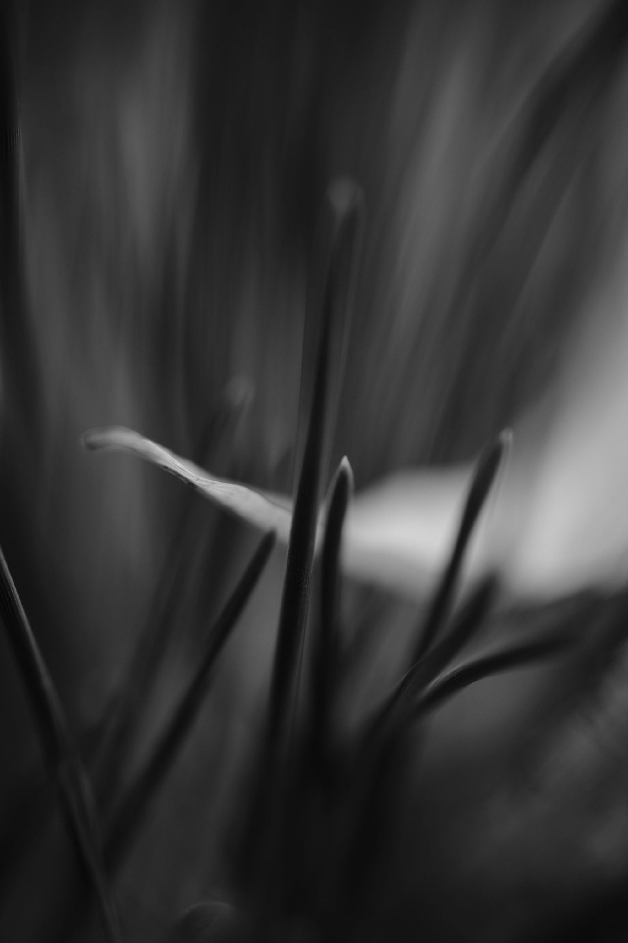 Needles and Leaf