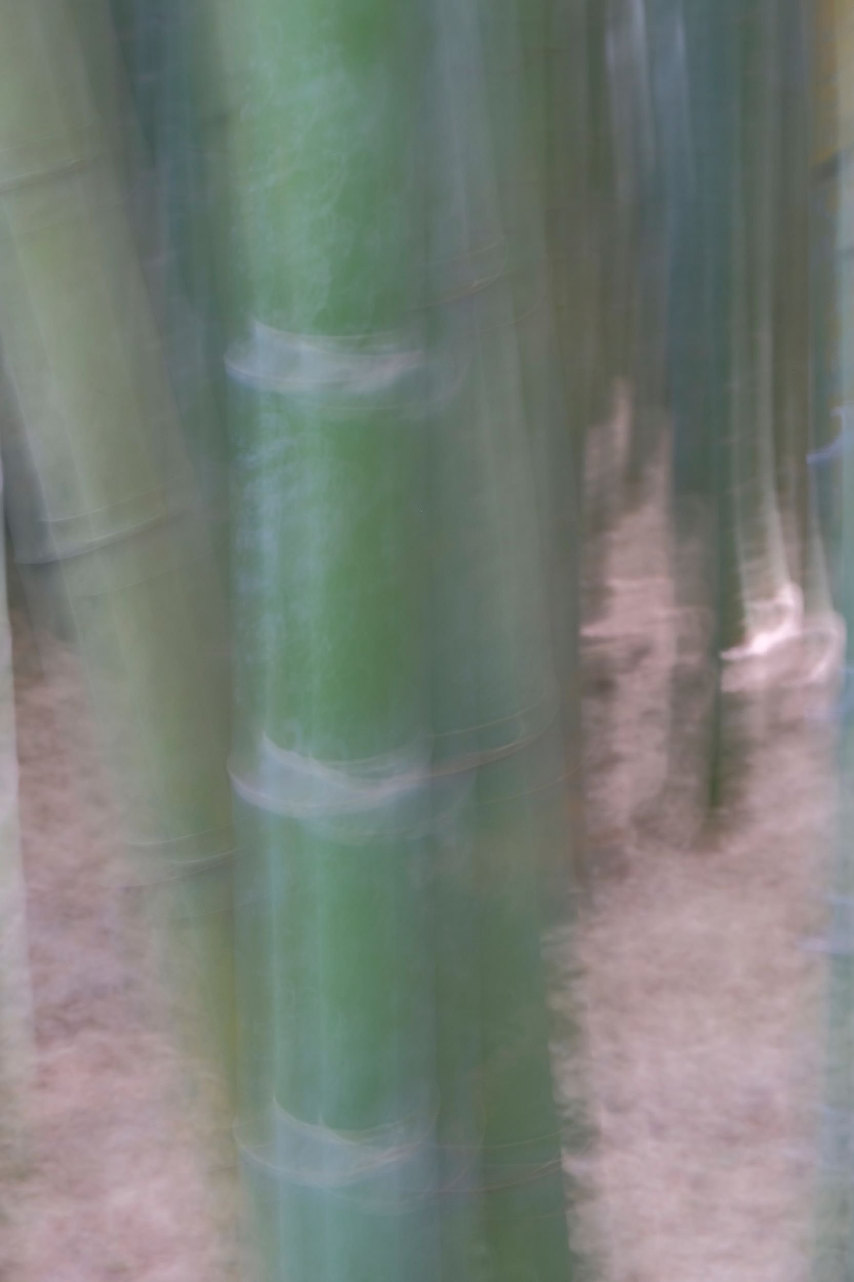 Bamboo