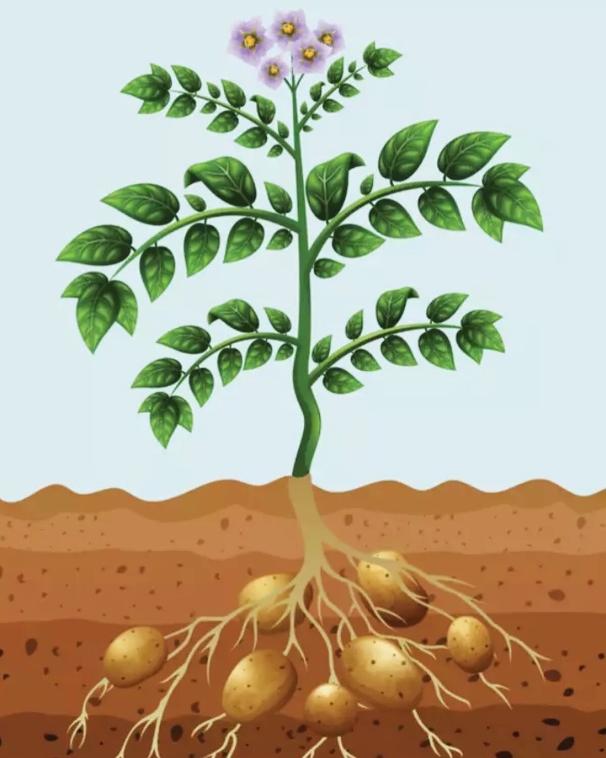 New blog post! “The Potato Parable,” by Caitlin Morrison, LMSW.
“… but under the most adverse circumstances, they were striving to become. Life would not give up, even if it could not flourish.”
#therapy #psychothera