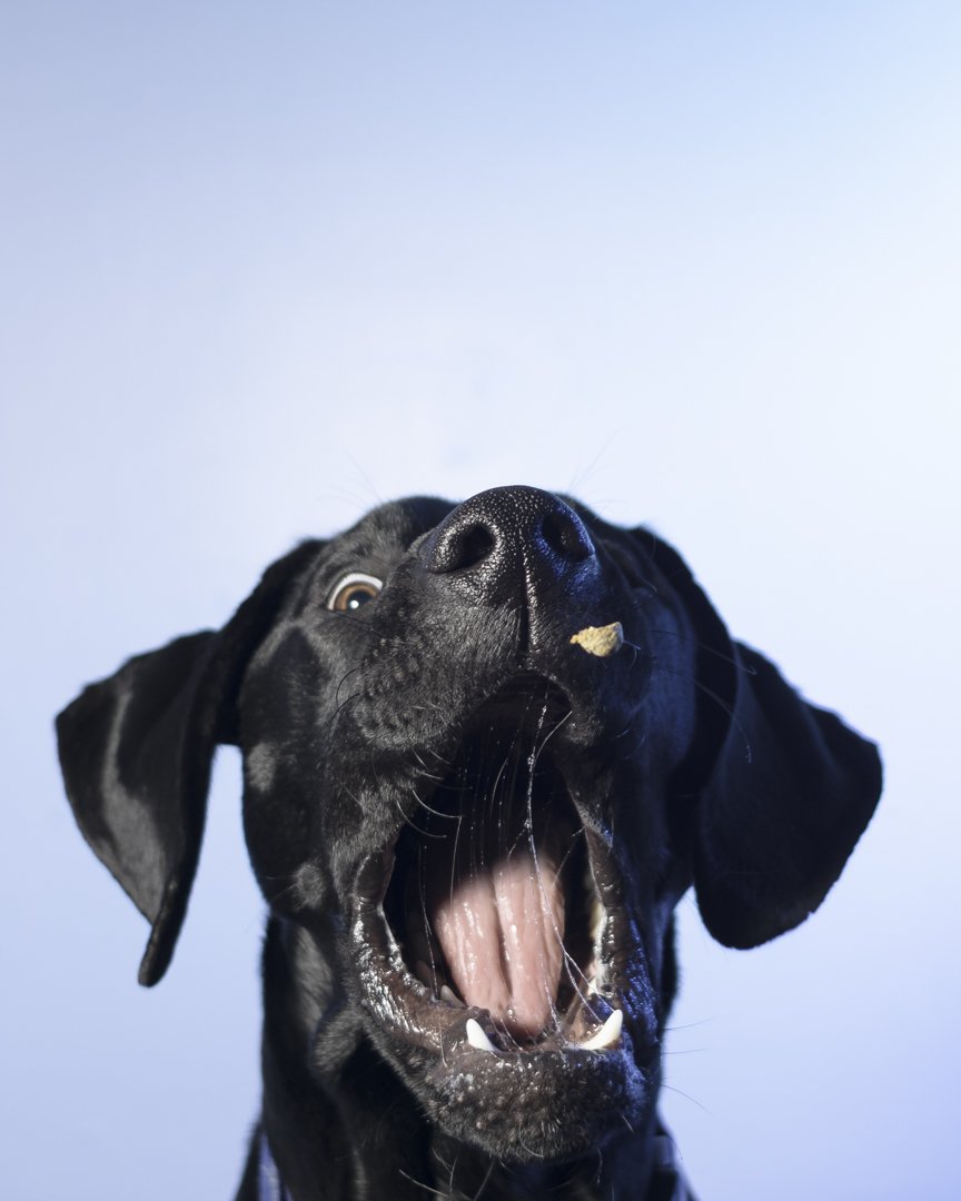 pet_test-25-Edit.jpg