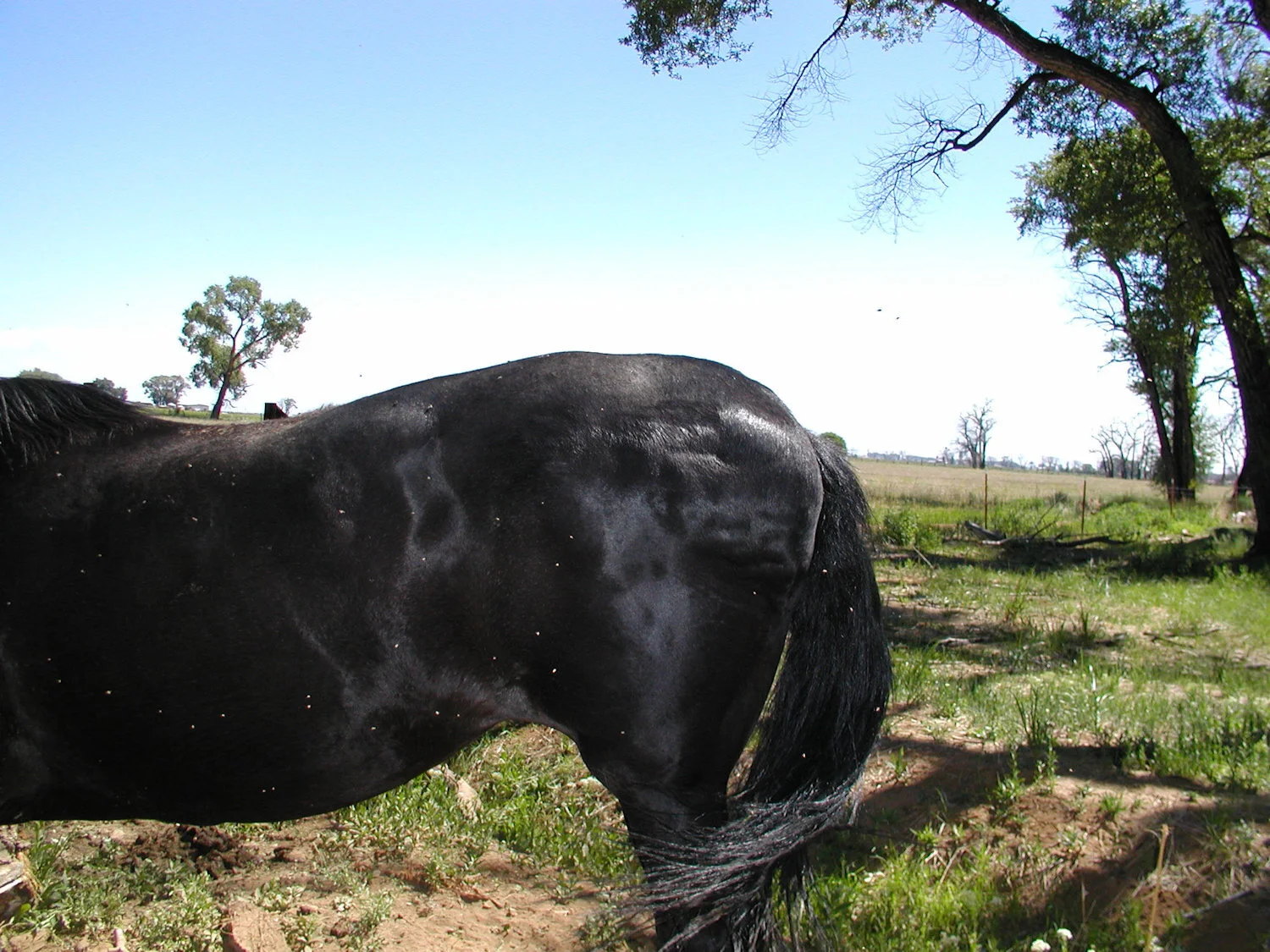 Abnormal fat with ribs showing