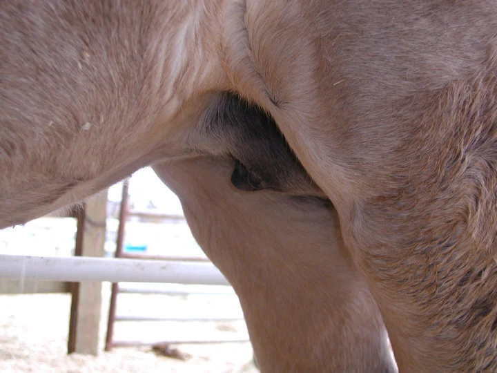 Fat deposit on udder