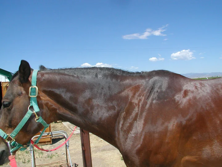 Subtle signs of cresty neck