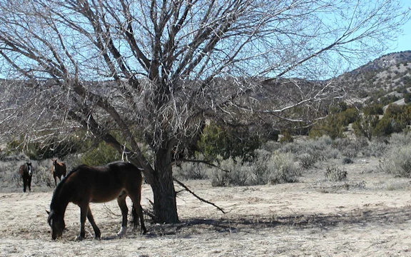 A very appropriate pony paddock
