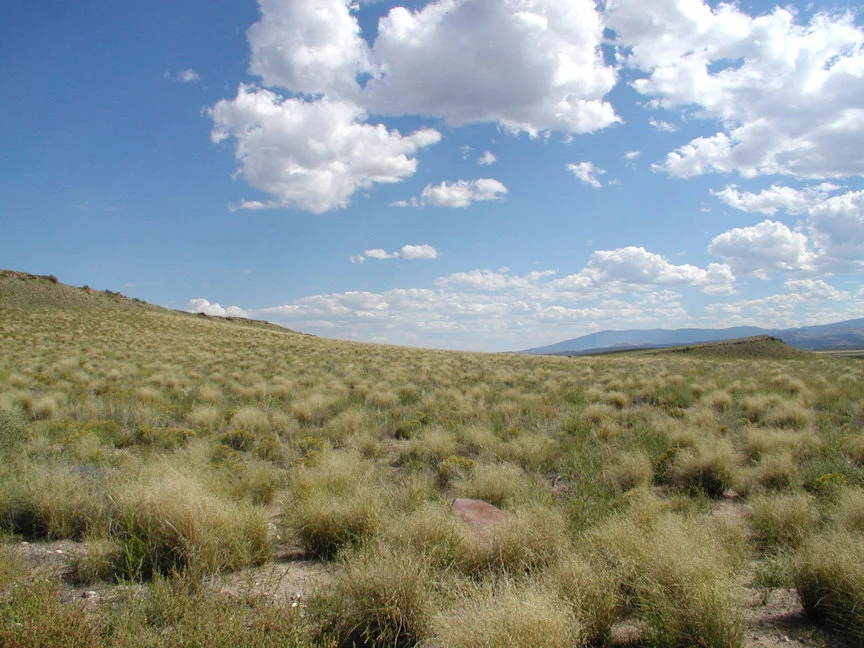 Indian rice grass in southern Colorado