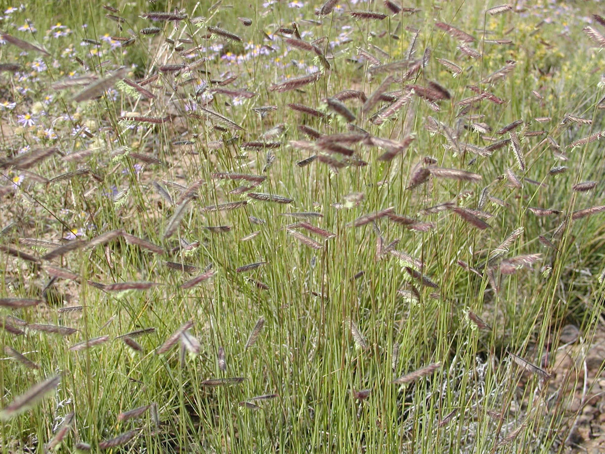 Blue gramma grass