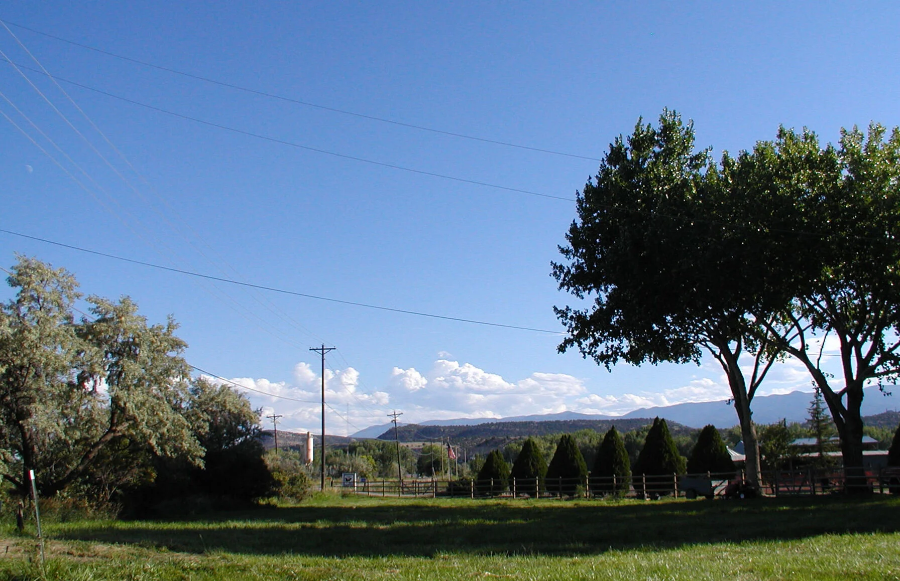 Grass in shade is lower in sugar