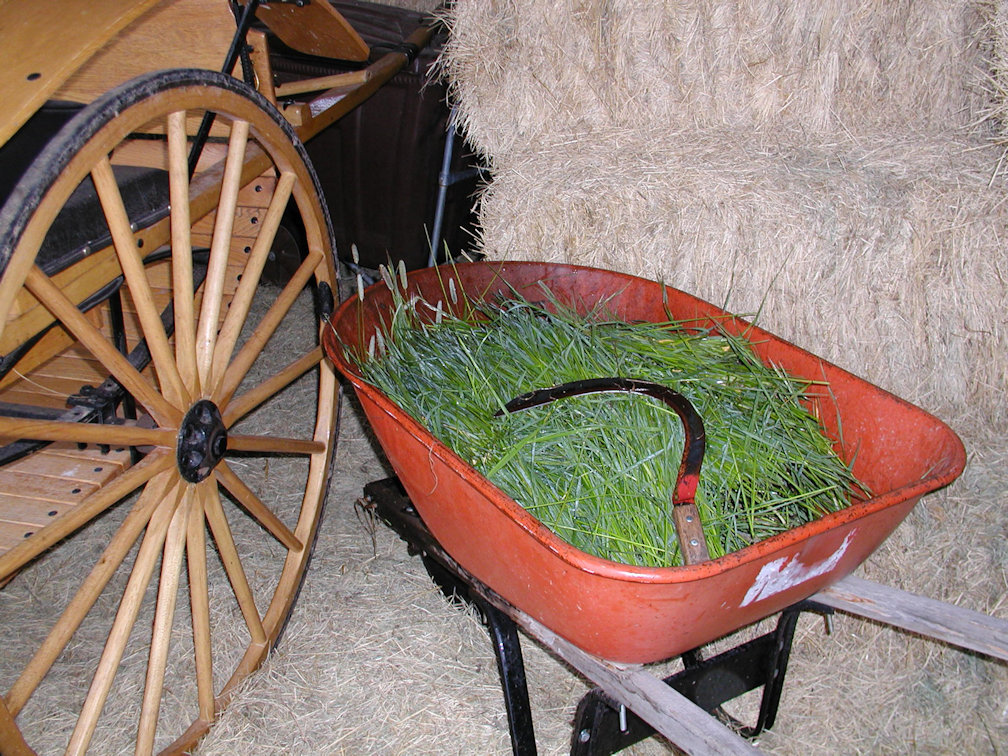 grass hand cut in early morning