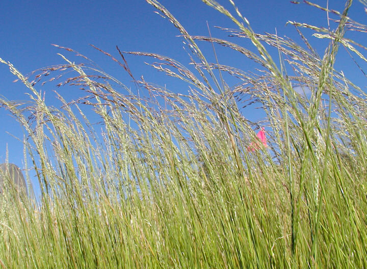 Teff grass is often lower in NSC 