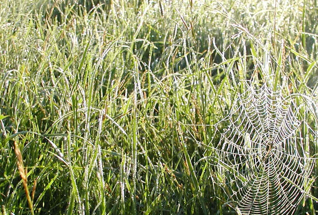 Frosted grass