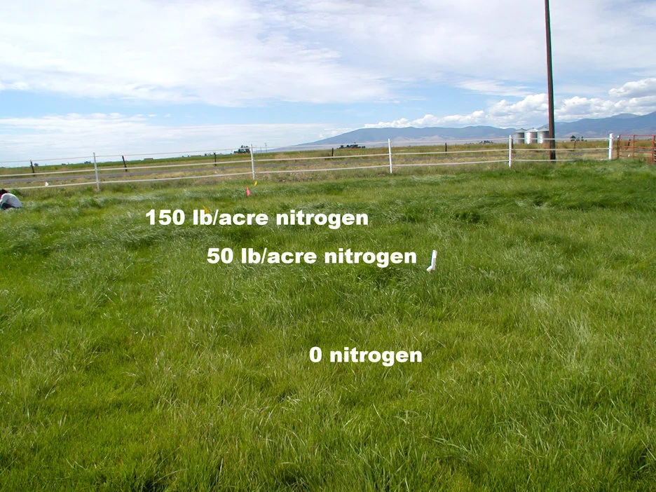 Thick grass makes its own shade