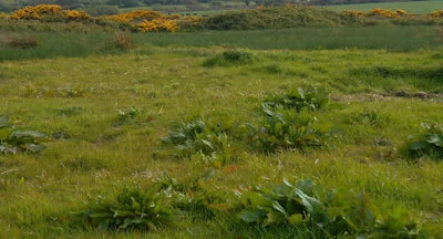 Nitrogen deficient grass is yellow