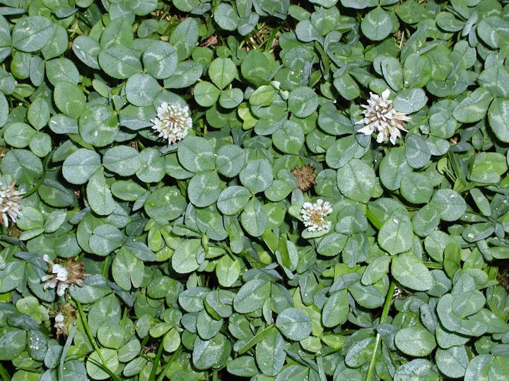 clover is high in sugar and starch 