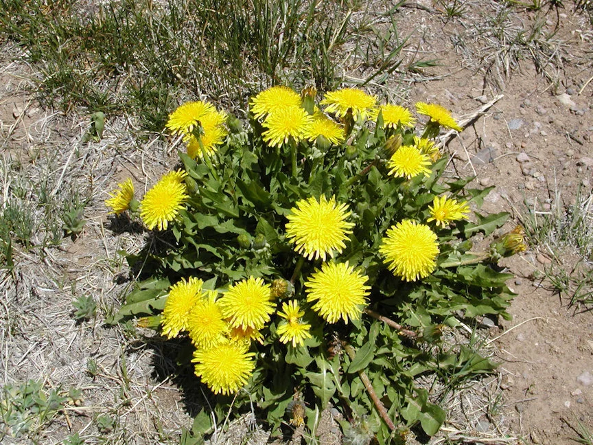 Dandelion (Taraxacum officinale)