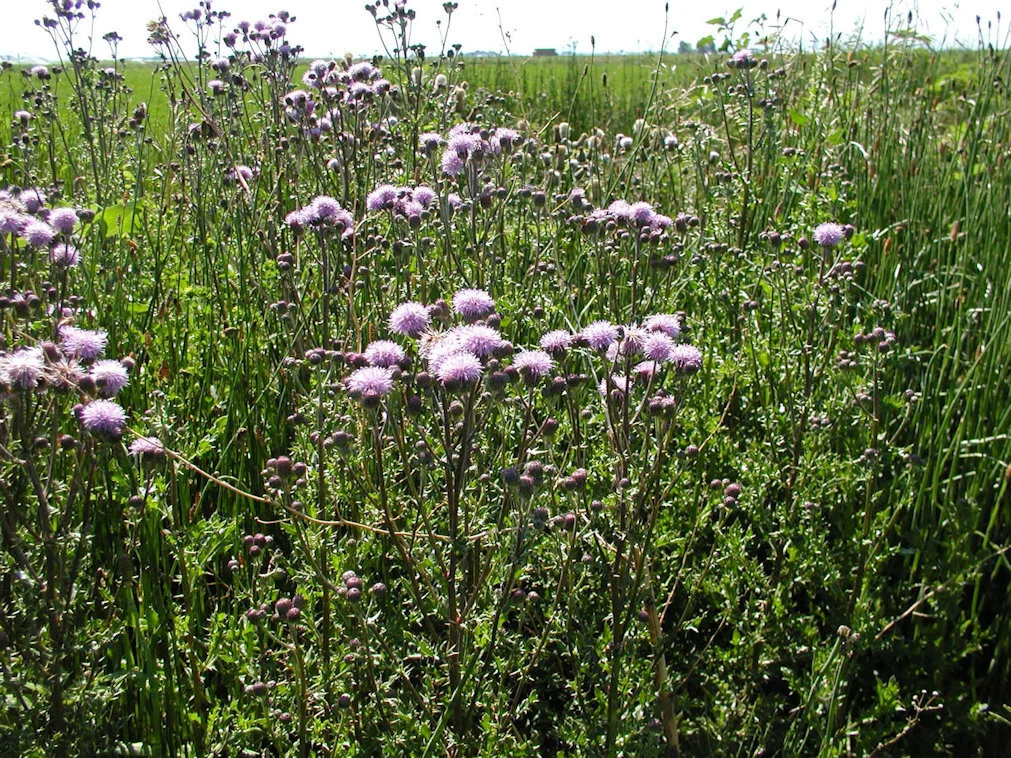 Thistles are high in sugar and FOS