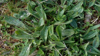 Plantain is high in NSC