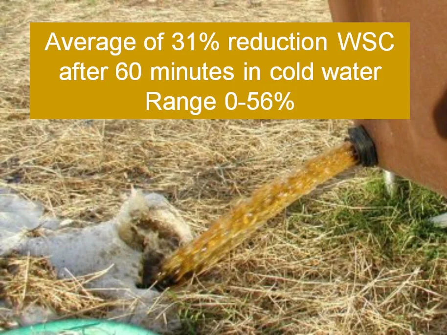 The best way to soak hay