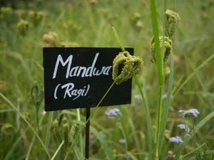 Naved Ragi THE MOVEMENT — Friends Of Navdanya