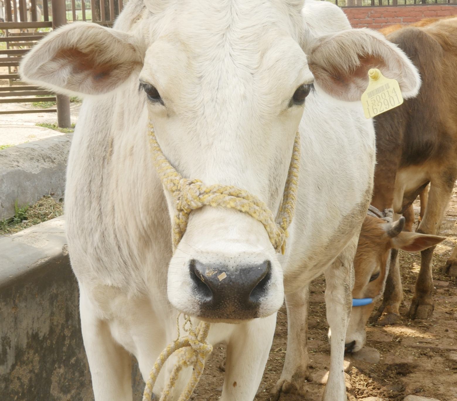 Screenshot 2026-02-05 at 11.23.53 AM.png