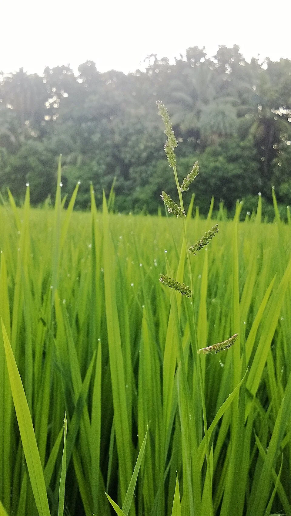 Rice_Crop_01.jpg