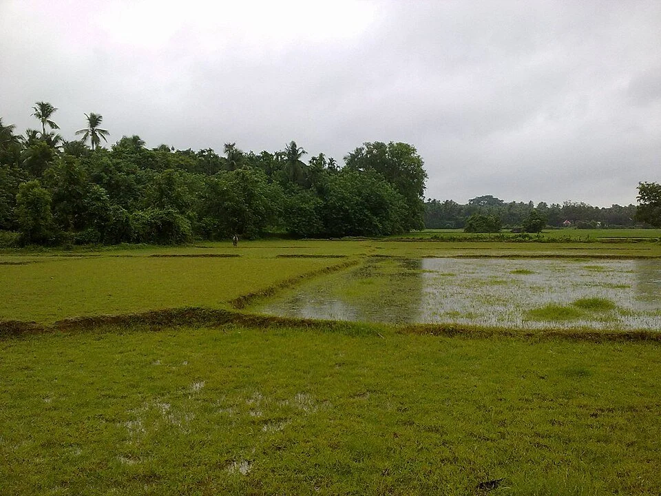 Marathamkode_bavahaji's_rice_field_-_panoramio.jpg