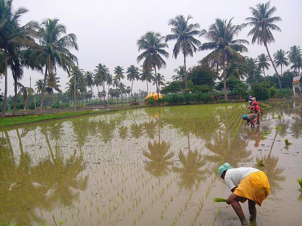 _Paddy_transplantation_in_Tamil_Nadu_.jpg
