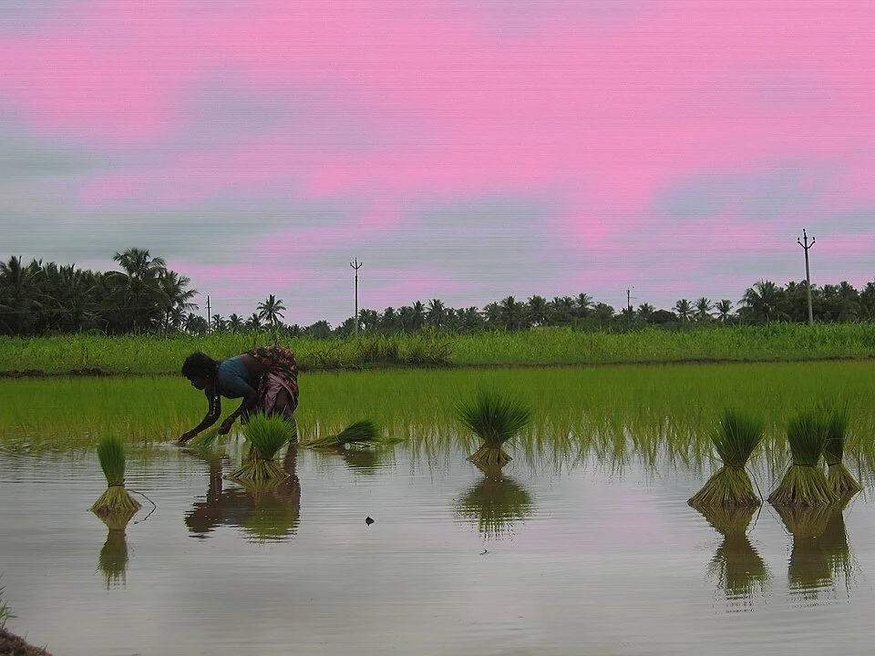 Rice_paddy_(3384021601).jpg