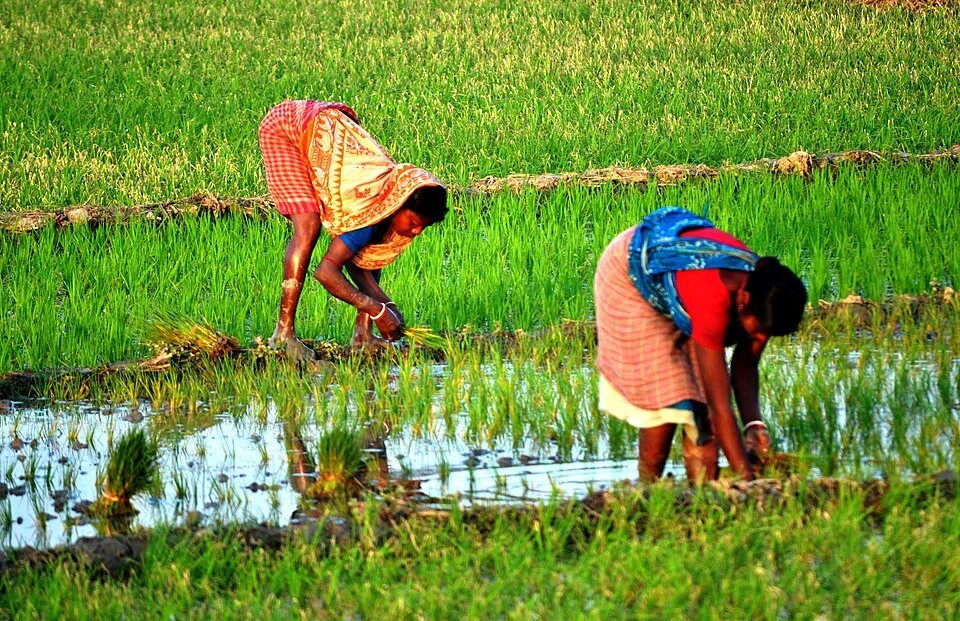 Rice_Manufacturing.jpg