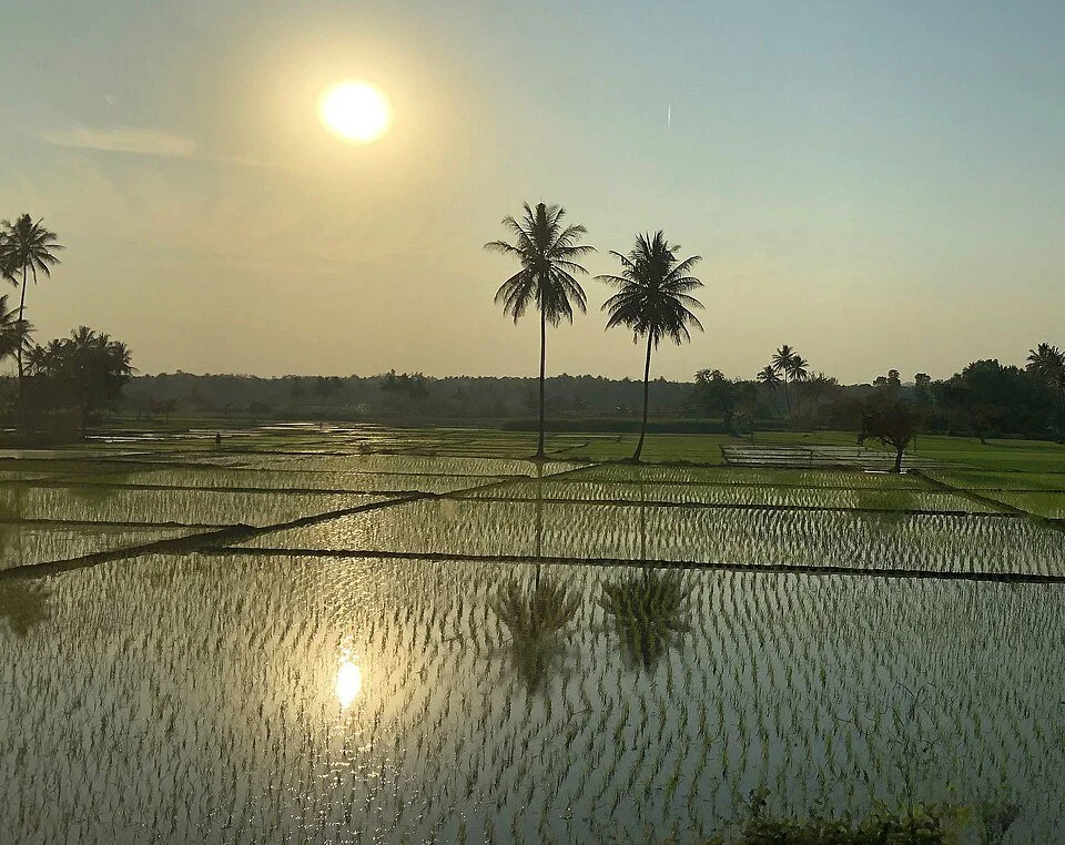 India-Wonderful_sunset_over_the_Karnataka_rice_fields2_(38899923310).jpg