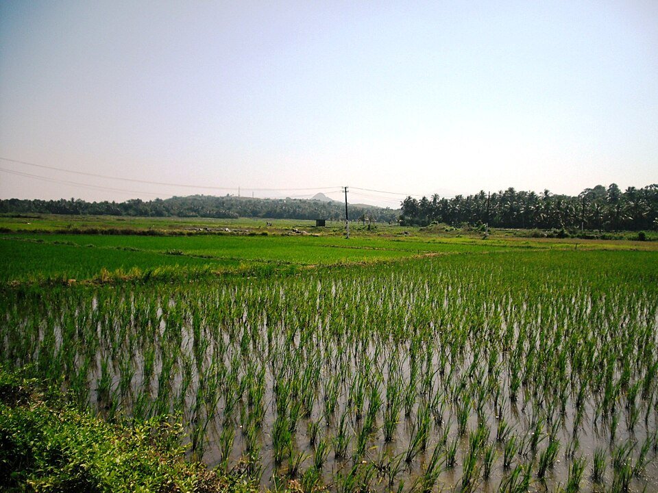 Palakkad_Rice_Field_-_panoramio.jpg