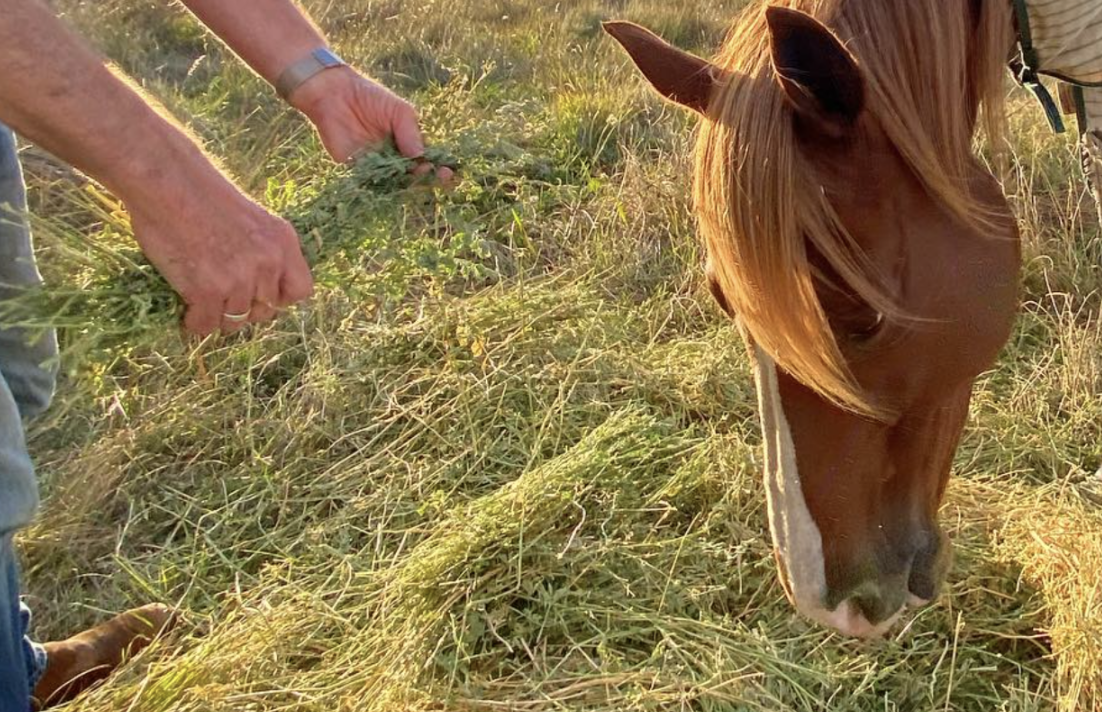 The Shape of Wisdom: Beauty, Truth, and Horses