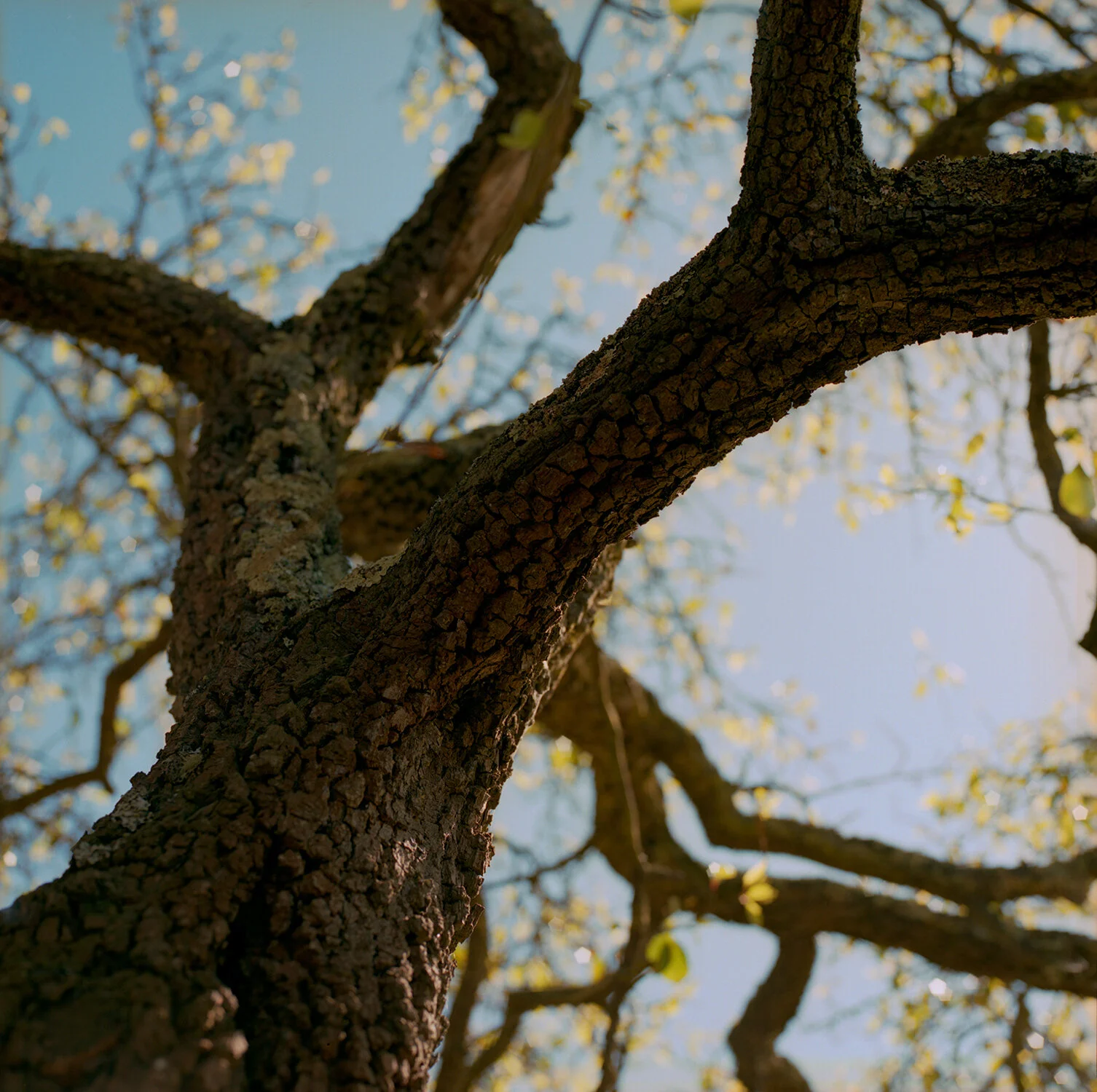 WinterTree_SanFrancisco_2012.jpg