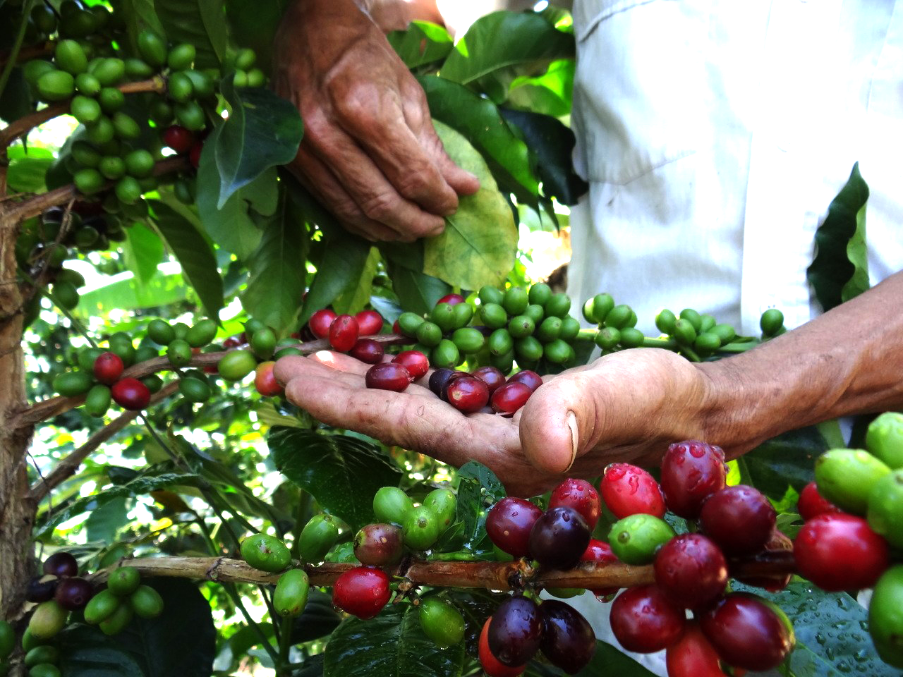 Cipriano Castro, entre el café y el petróleo (I)