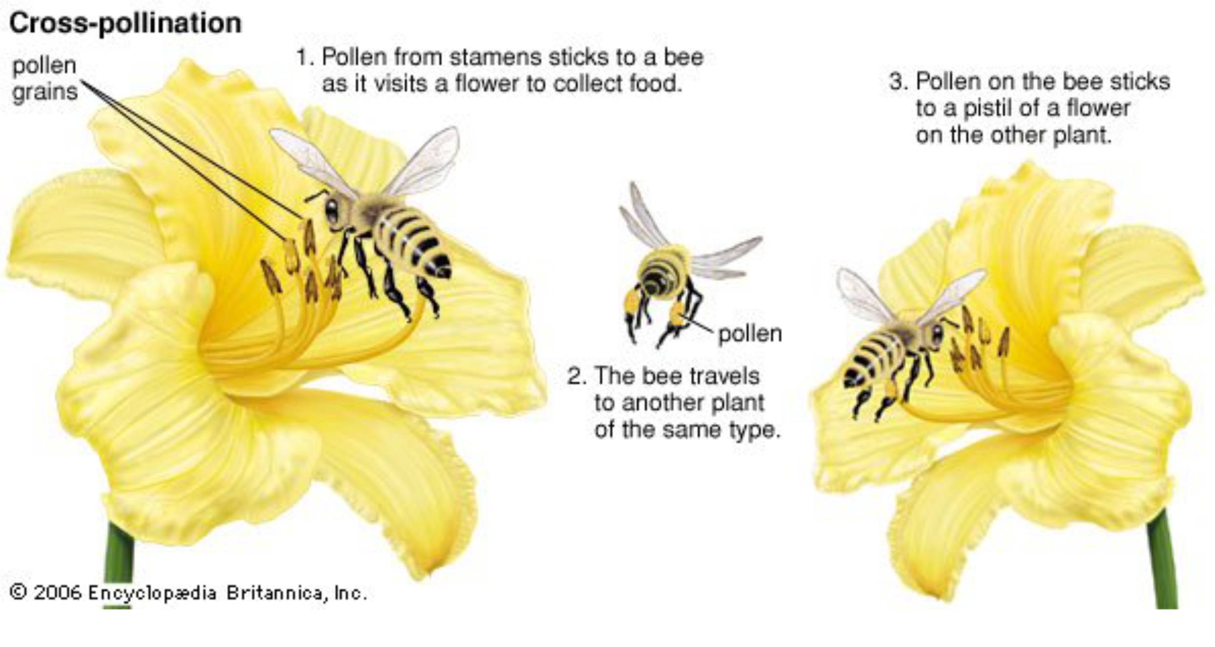 ANALOGYCross-pollination, noun:Botany.&nbsp;the&nbsp;transfer&nbsp;of&nbsp;pollen&nbsp;from&nbsp;the&nbsp;flower&nbsp;of&nbsp;one&nbsp;plant&nbsp;to&nbsp;the flower&nbsp;of&nbsp;a&nbsp;plant&nbsp;having&nbsp;a&nbsp;different&nbsp;genetic&nbsp;constitution. a&nbsp;sharing&nbsp;or&nbsp;interchange&nbsp;of&nbsp;knowledge,&nbsp;ideas,&nbsp;etc.,&nbsp;as&nbsp;for&nbsp;mutual enrichment
