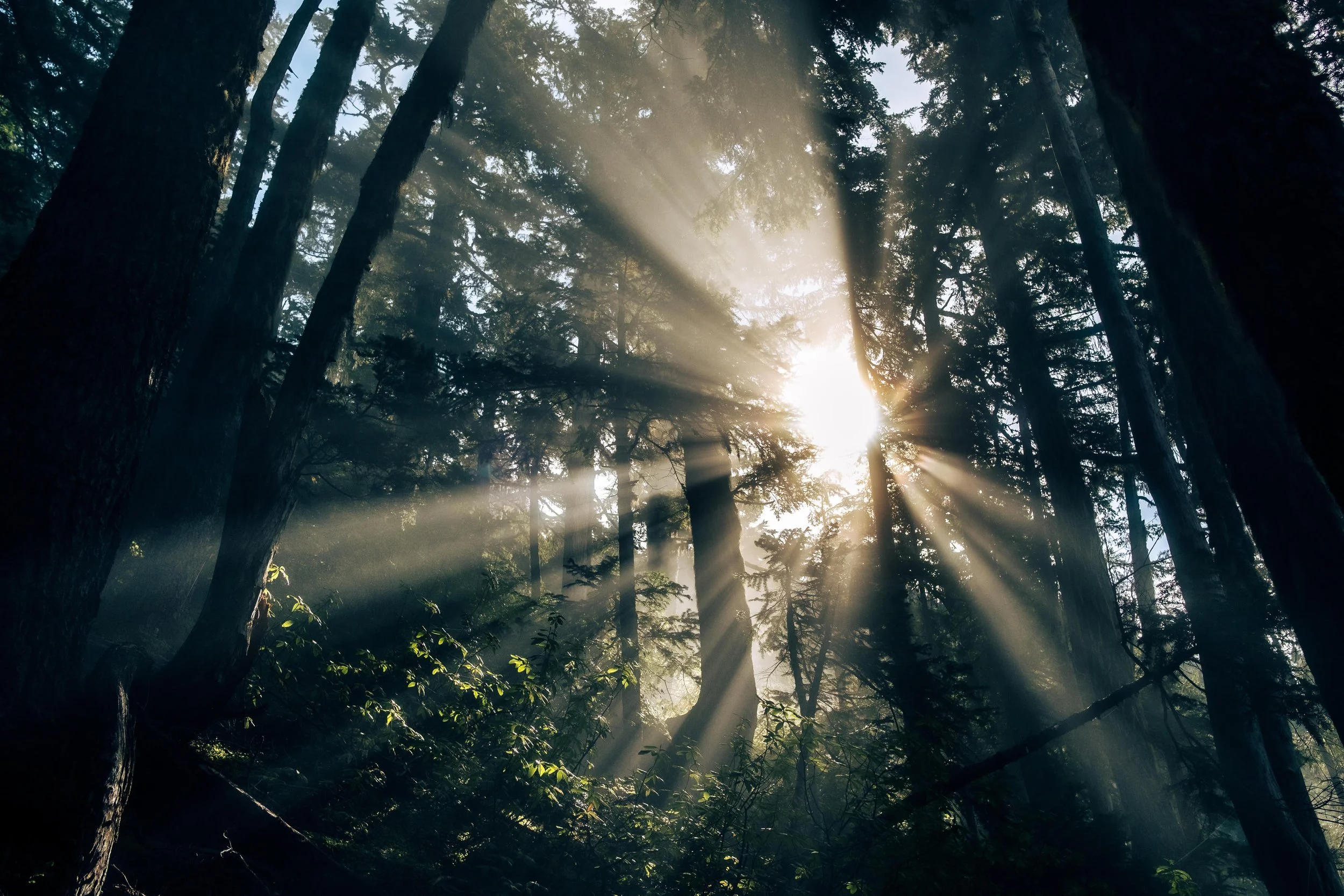 Mahahual birds-12.jpg