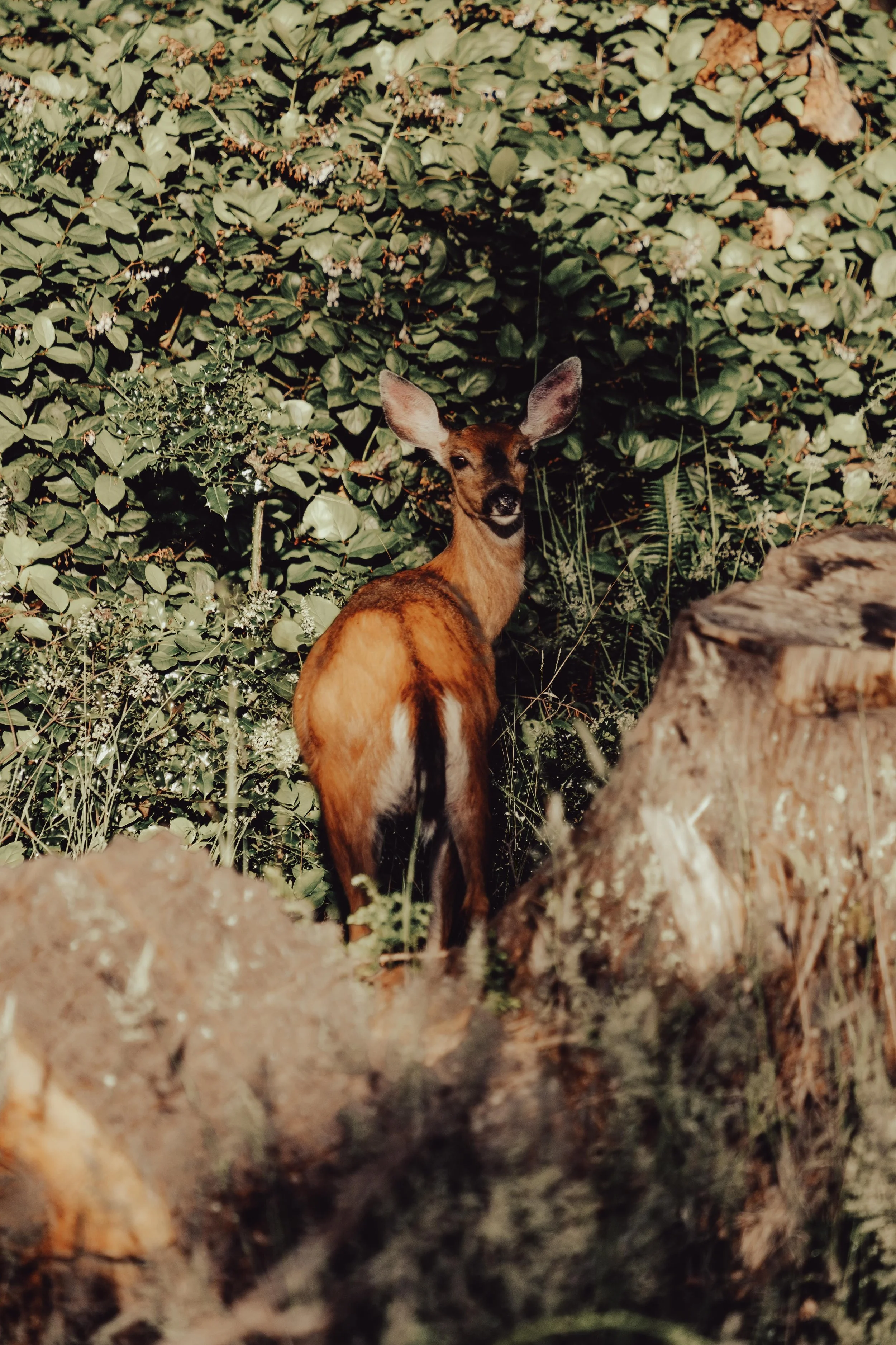 Mahahual birds-16.jpg