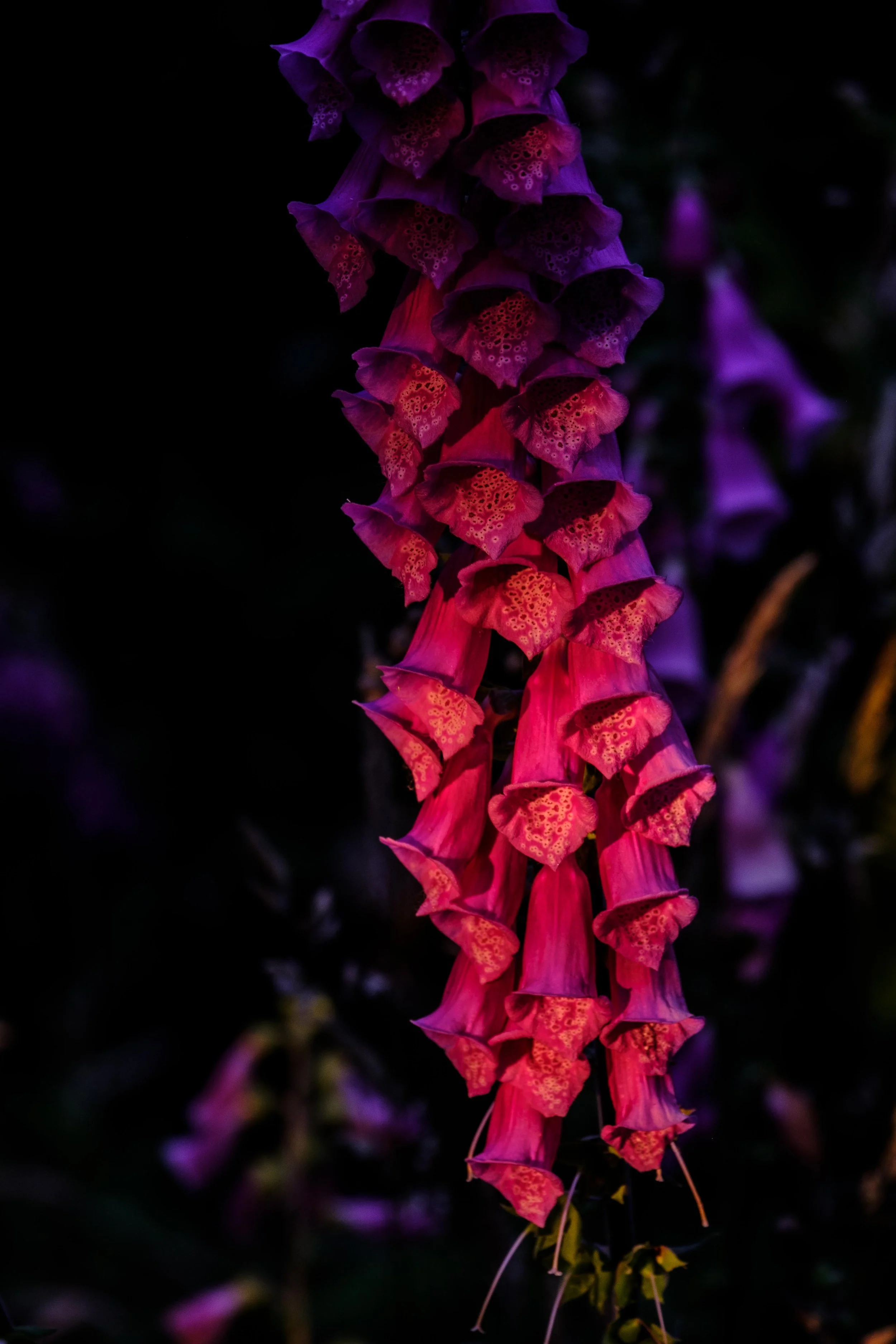 Mahahual birds-15.jpg