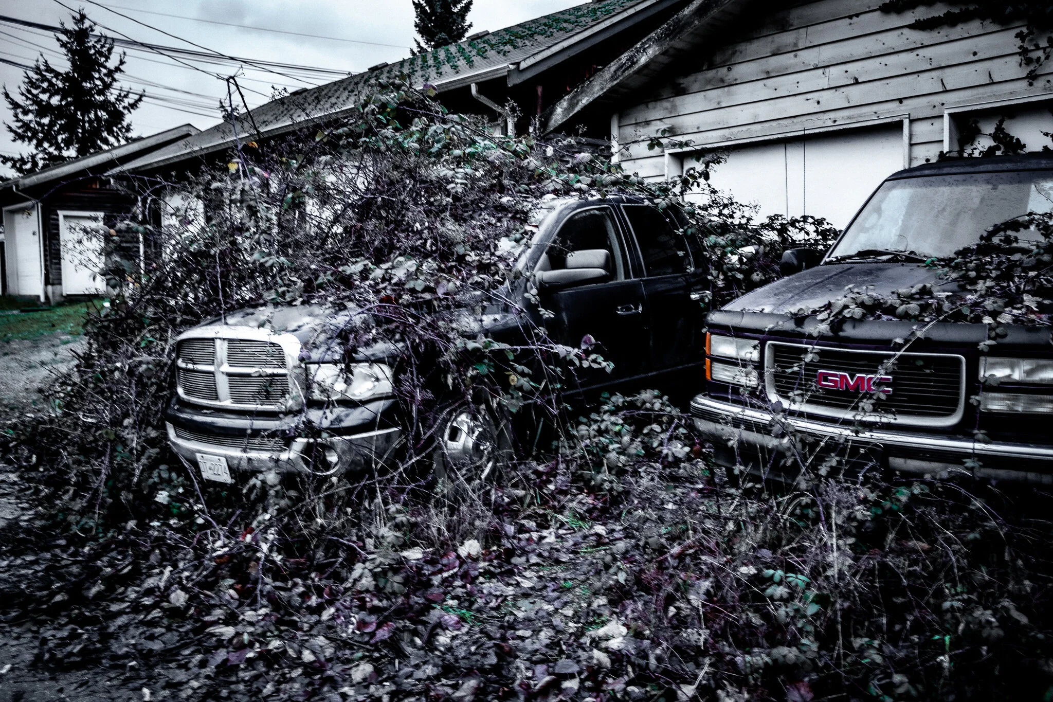 Abandoned trucks in the Canadian wilderness