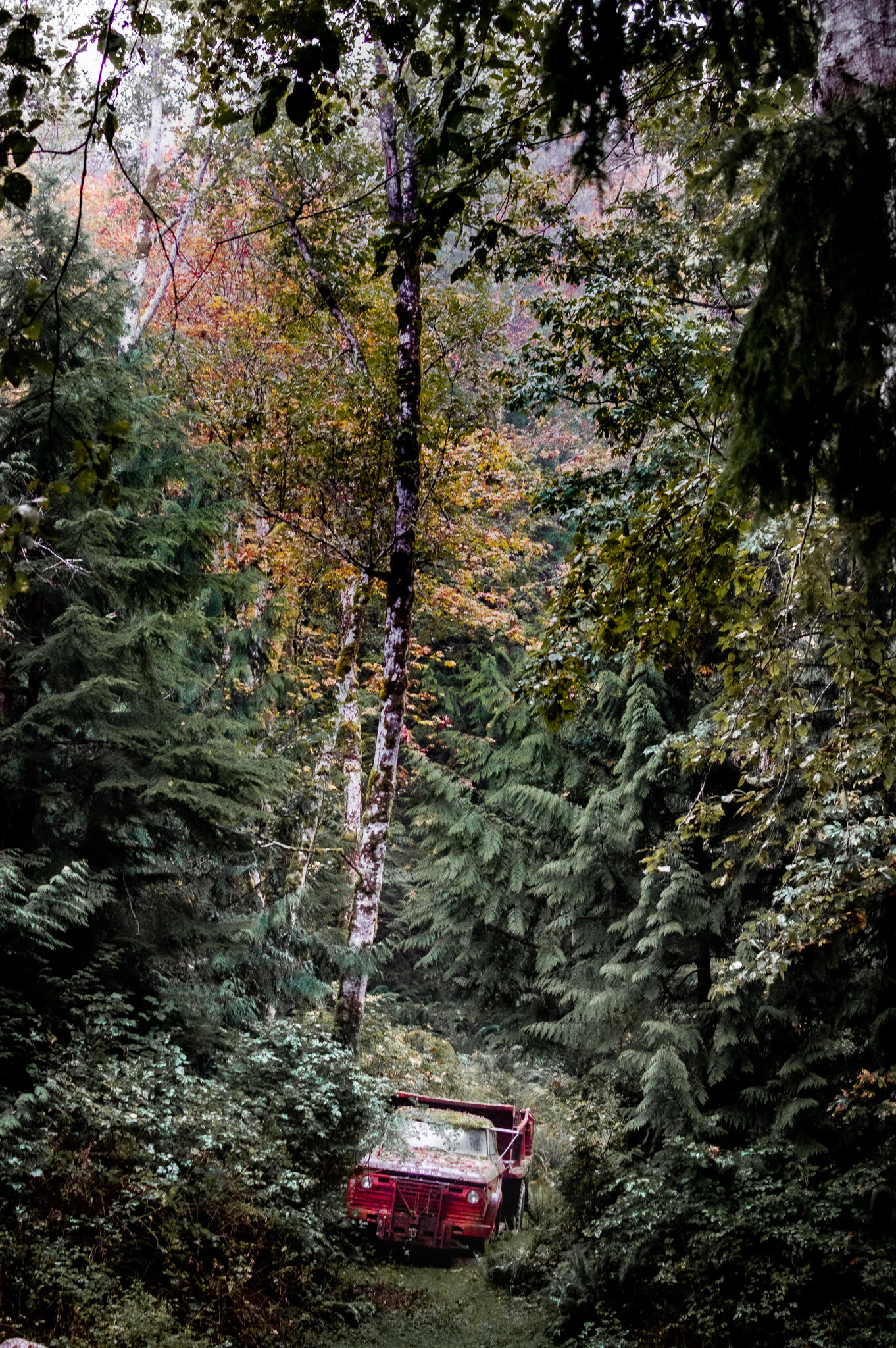 Abandoned old truck in the Canadian wilderness