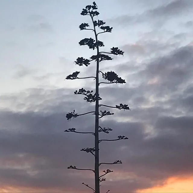 1 millionth Covid Groundhog Day showing rare variation
