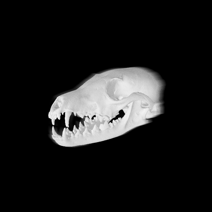 Louis Rakovich - specimen - fox skull.gif
