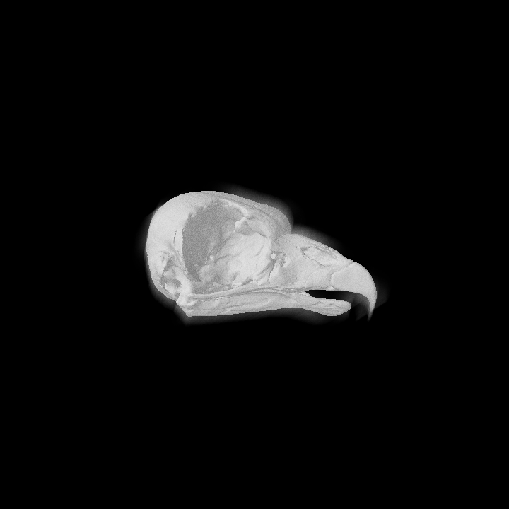 Louis Rakovich - specimen - king vulture skull.gif